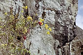 Humming bird on wild vegetation along the Inca trail